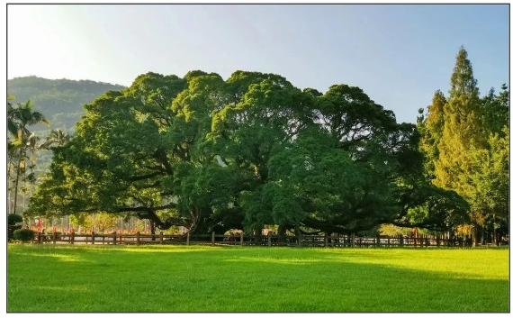 閩都文化一期丨誰(shuí)說(shuō)獨(dú)木不成林？